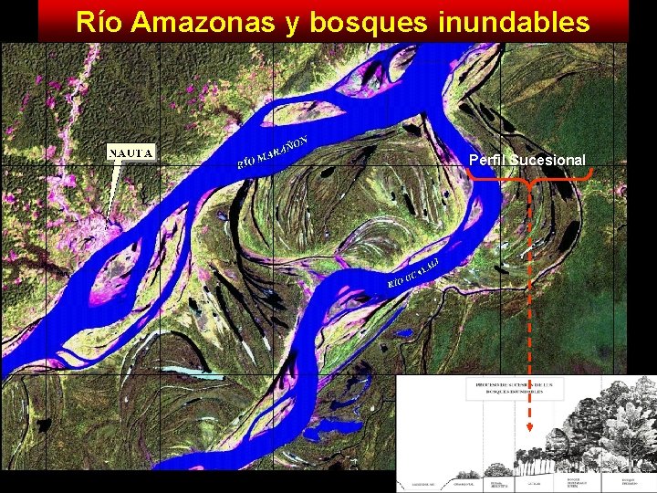 Río Amazonas y bosques inundables Perfil Sucesional 