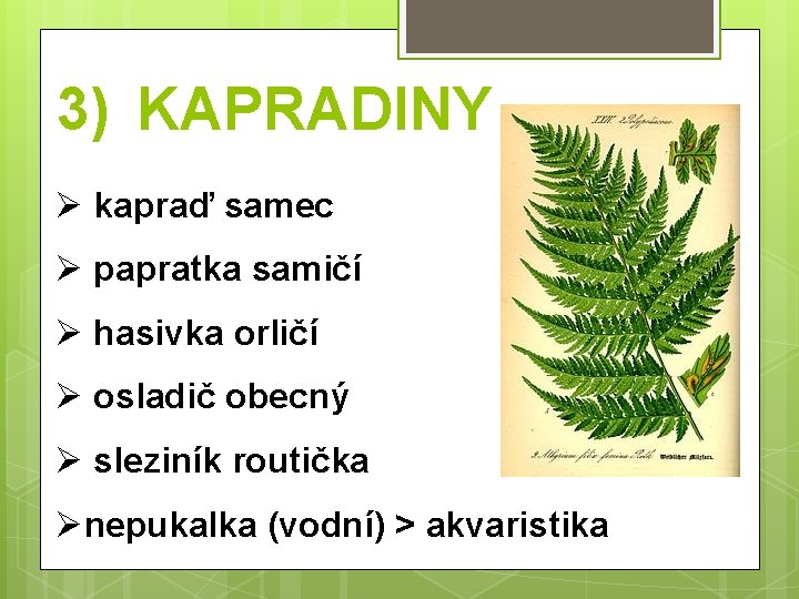 3) KAPRADINY Ø kapraď samec Ø papratka samičí Ø hasivka orličí Ø osladič obecný
