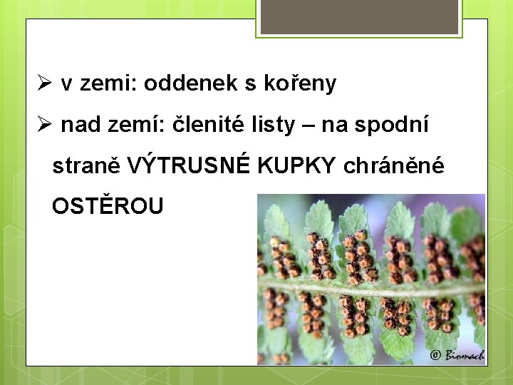 Ø v zemi: oddenek s kořeny Ø nad zemí: členité listy – na spodní