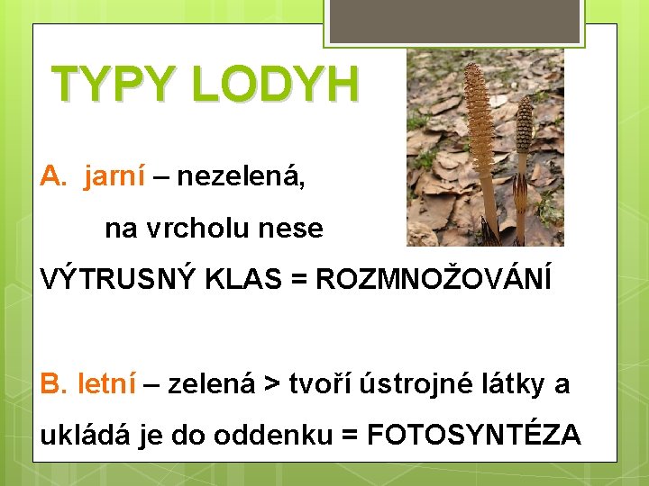 TYPY LODYH A. jarní – nezelená, na vrcholu nese VÝTRUSNÝ KLAS = ROZMNOŽOVÁNÍ B.