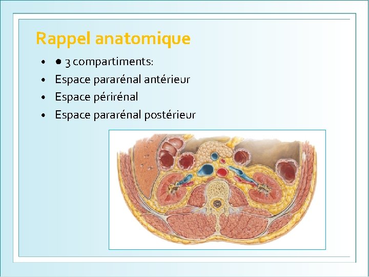 Rappel anatomique ● 3 compartiments: • Espace pararénal antérieur • Espace périrénal • Espace