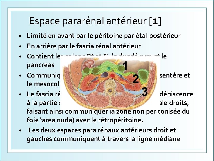 Espace pararénal antérieur [1] • • • Limité en avant par le péritoine pariétal