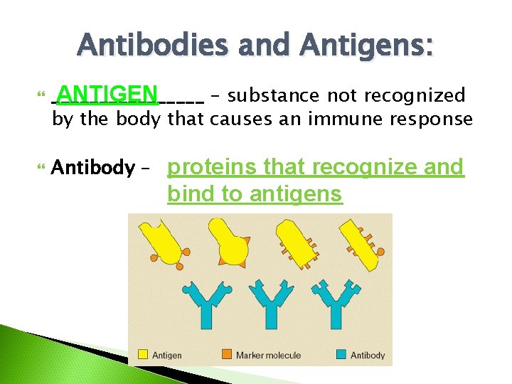 Antibodies and Antigens: ANTIGEN ________ – substance not recognized by the body that causes