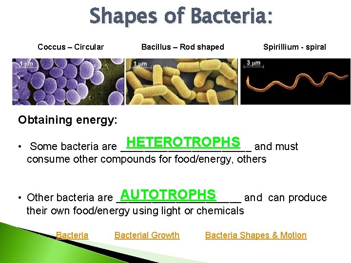 Shapes of Bacteria: Coccus – Circular Bacillus – Rod shaped Spirillium - spiral Obtaining