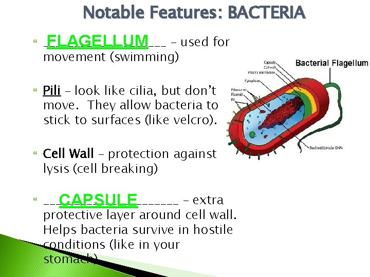 Notable Features: BACTERIA __________ FLAGELLUM – used for movement (swimming) Pili – look like