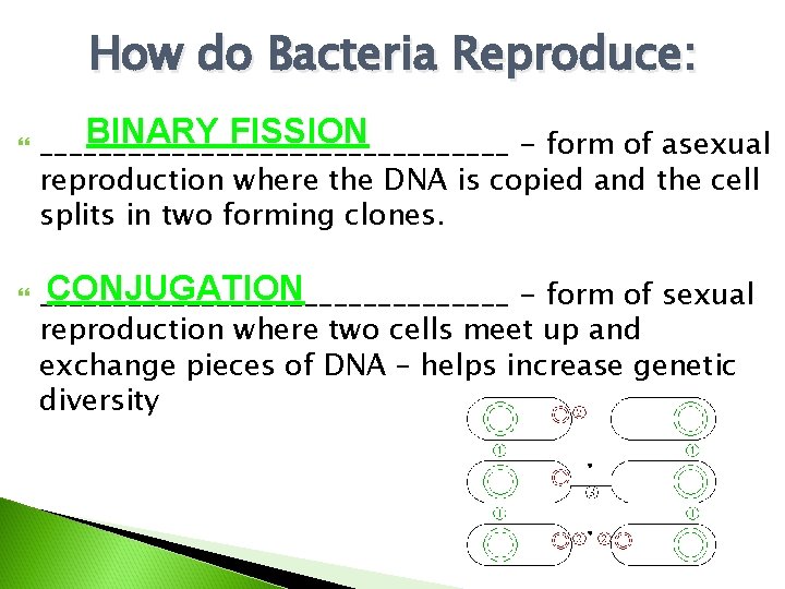 How do Bacteria Reproduce: BINARY FISSION ________________ - form of asexual reproduction where the