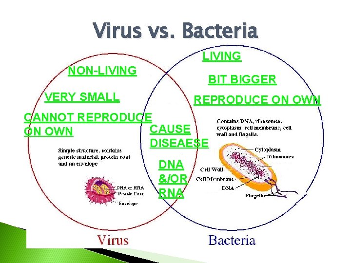 Virus vs. Bacteria LIVING NON-LIVING BIT BIGGER VERY SMALL REPRODUCE ON OWN CANNOT REPRODUCE