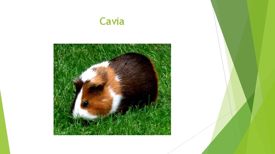 Cavia 