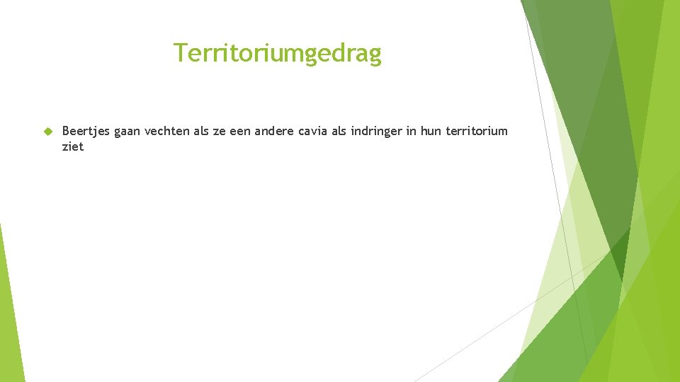 Territoriumgedrag Beertjes gaan vechten als ze een andere cavia als indringer in hun territorium