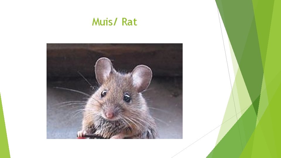 Muis/ Rat 