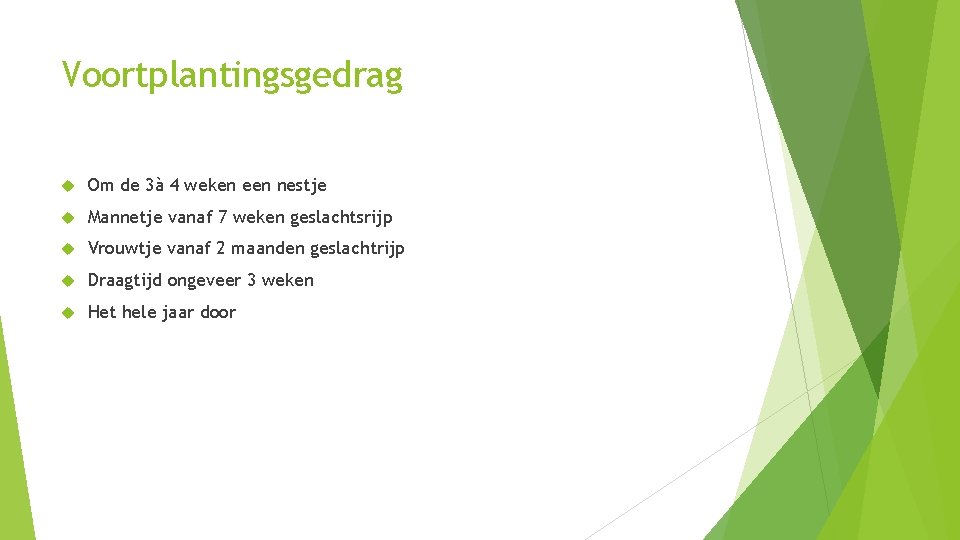 Voortplantingsgedrag Om de 3à 4 weken een nestje Mannetje vanaf 7 weken geslachtsrijp Vrouwtje