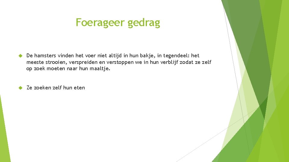 Foerageer gedrag De hamsters vinden het voer niet altijd in hun bakje, in tegendeel: