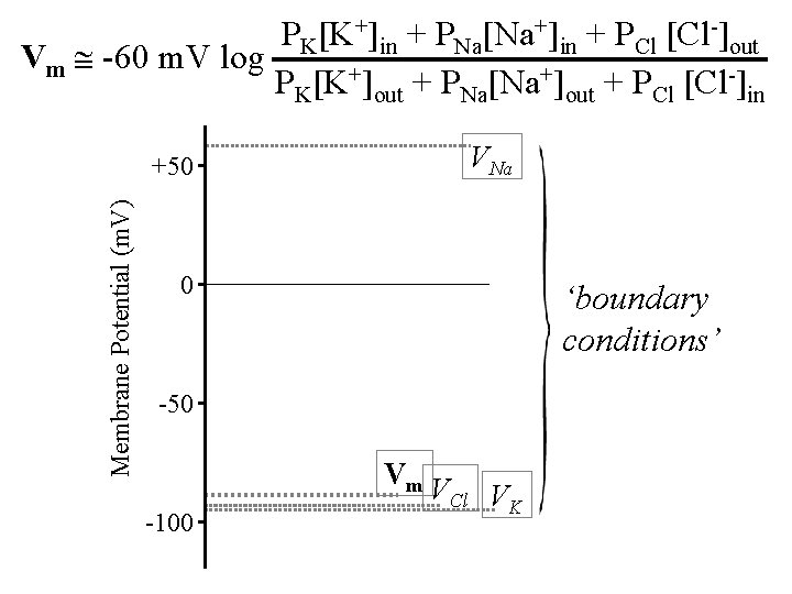 PK[K+]in + PNa[Na+]in + PCl [Cl-]out Vm -60 m. V log PK[K+]out + PNa[Na+]out