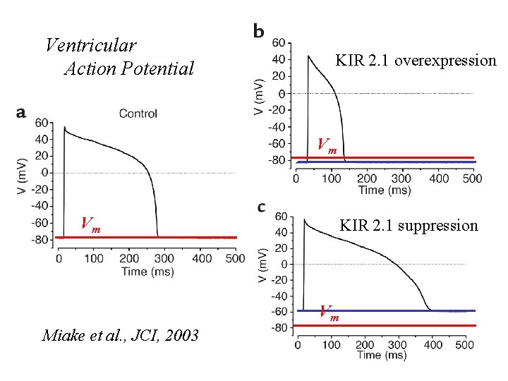 Ventricular Action Potential KIR 2. 1 overexpression Vm Vm KIR 2. 1 suppression Vm