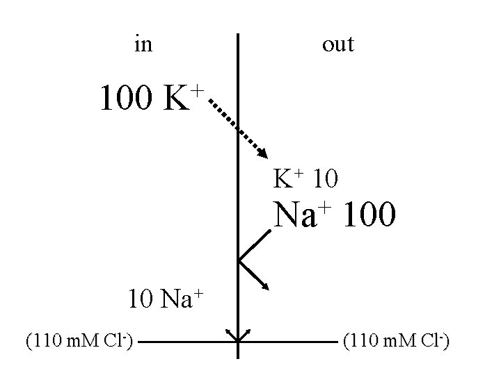 in 100 out + K K+ 10 + Na 100 10 Na+ (110 m.