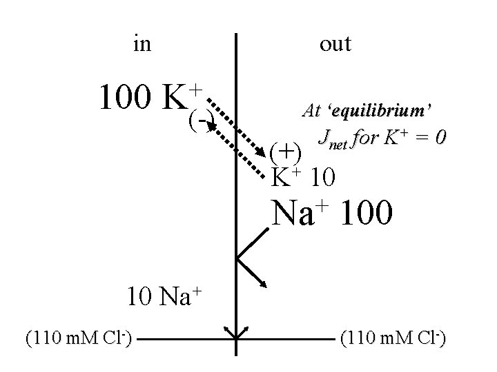 in 100 out + K (-) At ‘equilibrium’ Jnet for K+ = 0 (+)