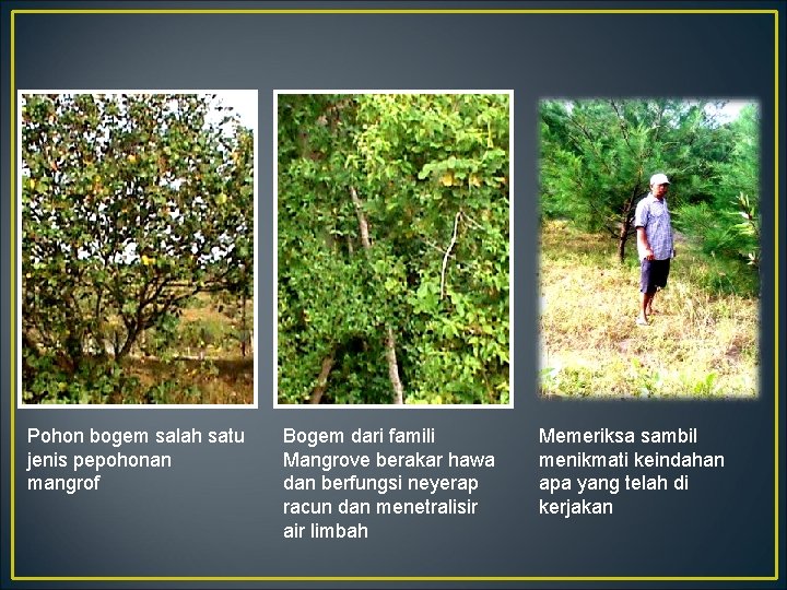 Pohon bogem salah satu jenis pepohonan mangrof Bogem dari famili Mangrove berakar hawa dan