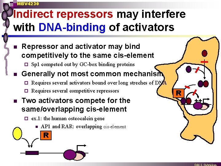 MBV 4230 Indirect repressors may interfere with DNA-binding of activators n Repressor and activator