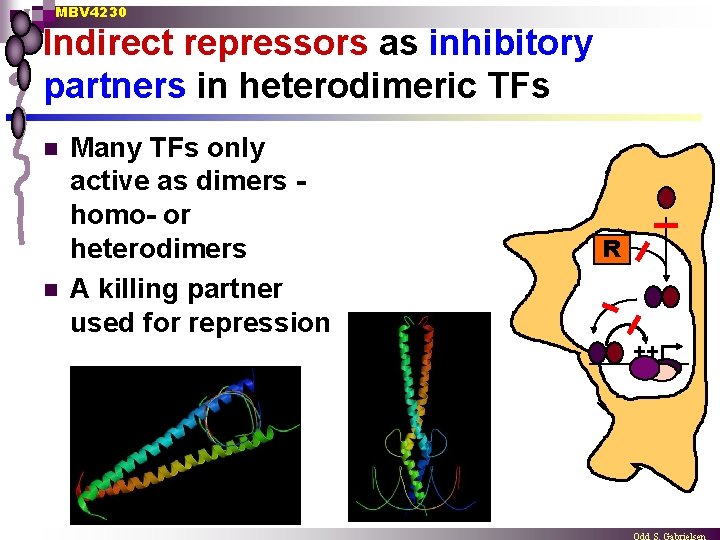 MBV 4230 Indirect repressors as inhibitory partners in heterodimeric TFs n n Many TFs