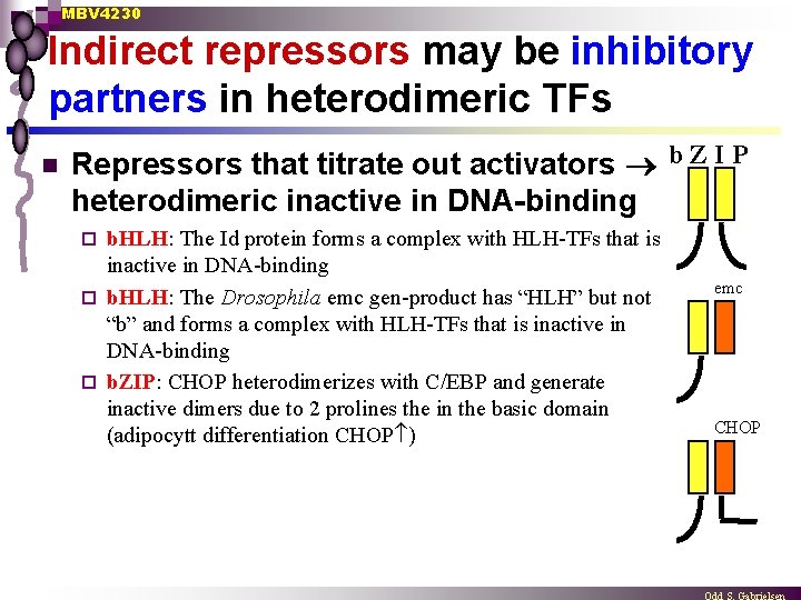 MBV 4230 Indirect repressors may be inhibitory partners in heterodimeric TFs n Repressors that