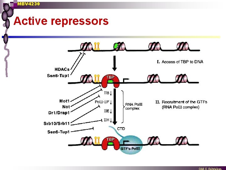 MBV 4230 Active repressors 