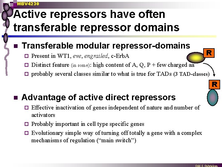 MBV 4230 Active repressors have often transferable repressor domains n Transferable modular repressor-domains R