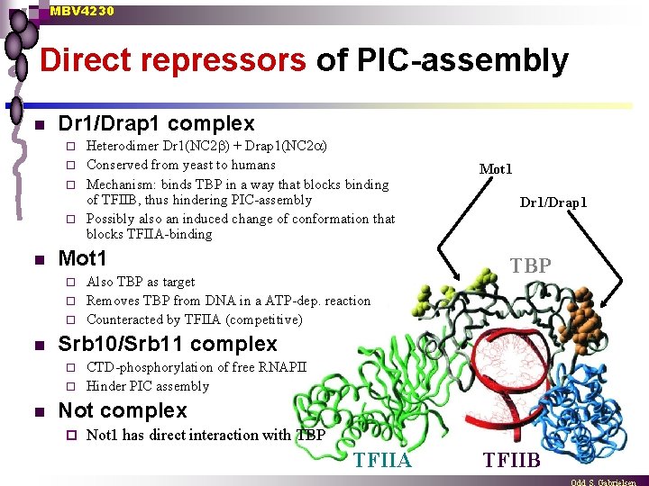MBV 4230 Direct repressors of PIC-assembly n Dr 1/Drap 1 complex Heterodimer Dr 1(NC