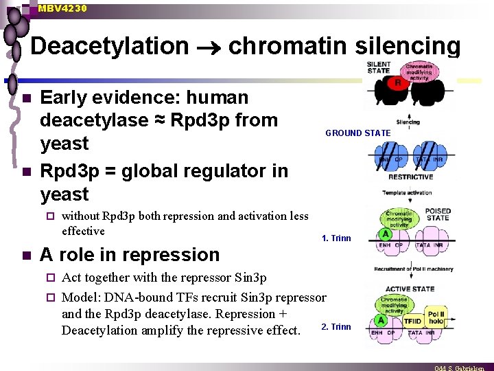 MBV 4230 Deacetylation chromatin silencing n n Early evidence: human deacetylase ≈ Rpd 3