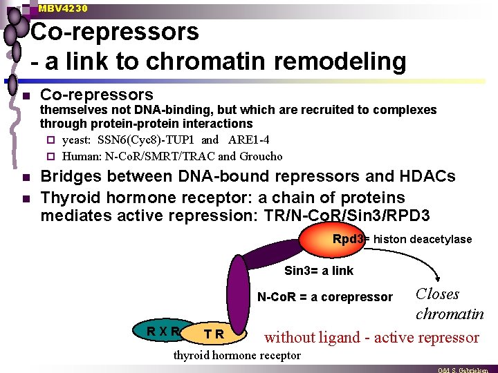MBV 4230 Co-repressors - a link to chromatin remodeling n Co-repressors themselves not DNA-binding,
