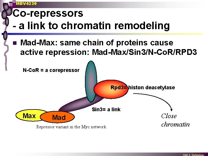 MBV 4230 Co-repressors - a link to chromatin remodeling n Mad-Max: same chain of