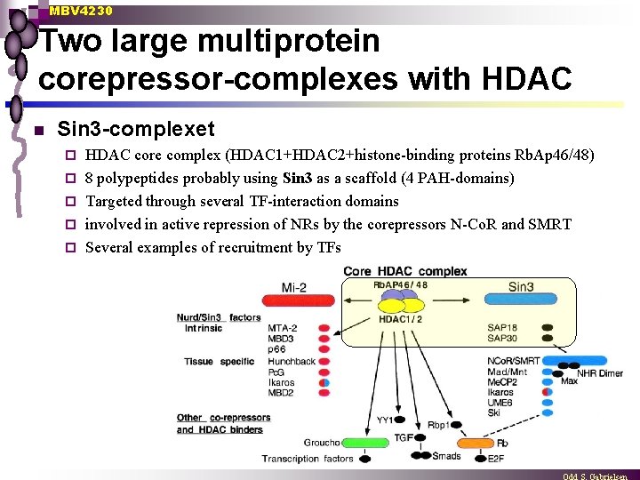 MBV 4230 Two large multiprotein corepressor-complexes with HDAC n Sin 3 -complexet ¨ ¨