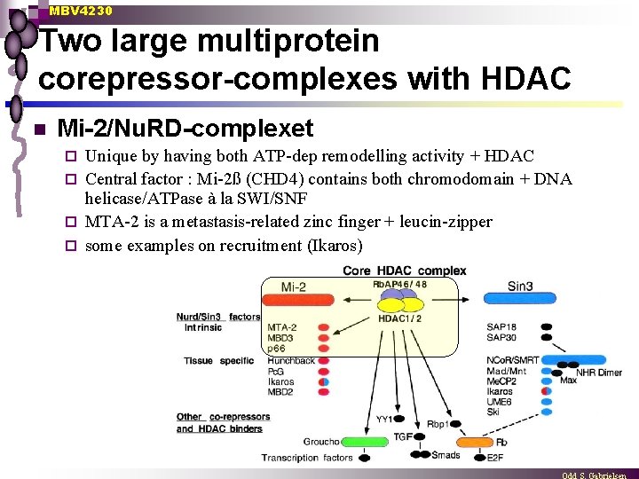 MBV 4230 Two large multiprotein corepressor-complexes with HDAC n Mi-2/Nu. RD-complexet Unique by having