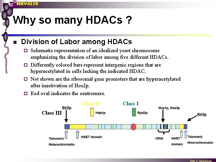 MBV 4230 Why so many HDACs ? n Division of Labor among HDACs Schematic