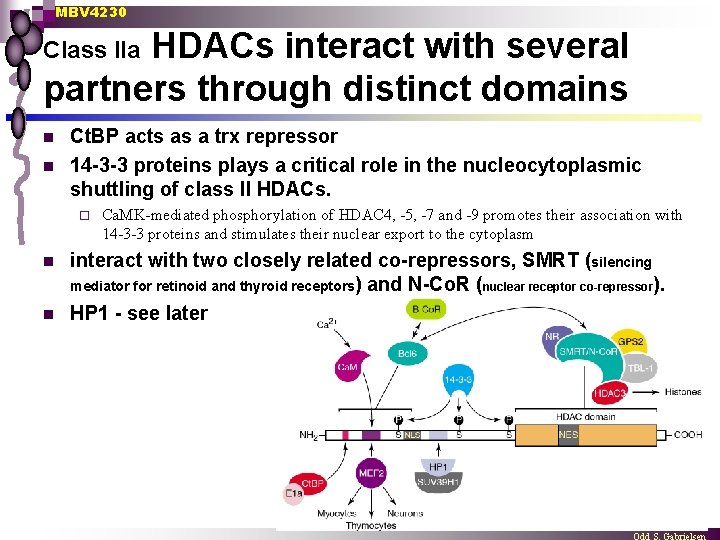 MBV 4230 HDACs interact with several partners through distinct domains Class IIa n n