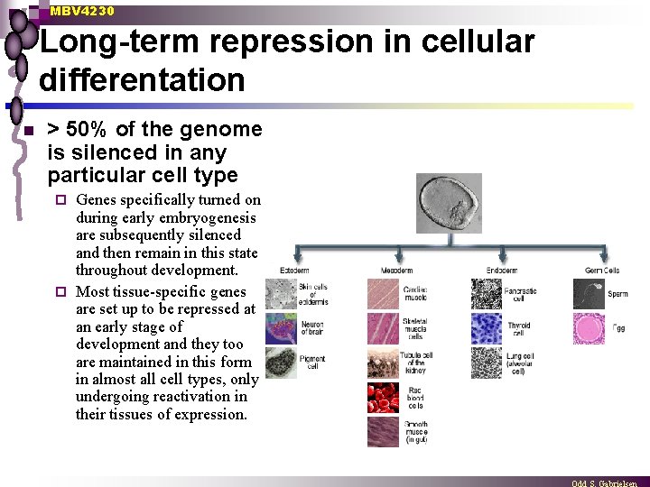 MBV 4230 Long-term repression in cellular differentation n > 50% of the genome is
