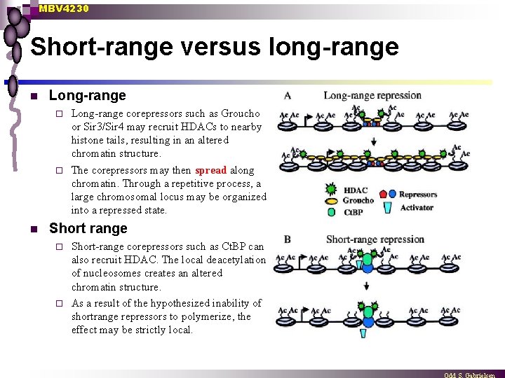 MBV 4230 Short-range versus long-range n Long-range corepressors such as Groucho or Sir 3/Sir