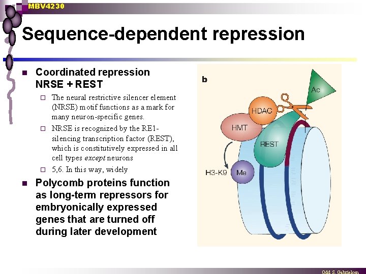 MBV 4230 Sequence-dependent repression n Coordinated repression NRSE + REST The neural restrictive silencer