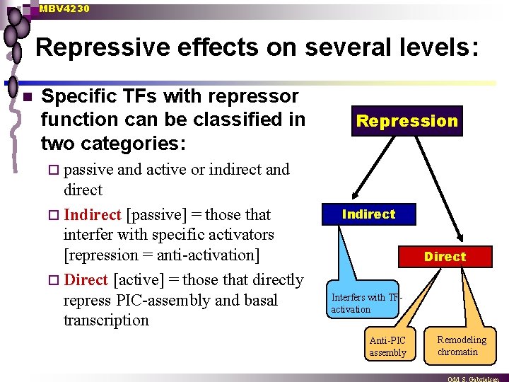 MBV 4230 Repressive effects on several levels: n Specific TFs with repressor function can