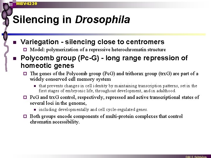 MBV 4230 Silencing in Drosophila n Variegation - silencing close to centromers ¨ n