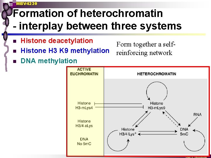 MBV 4230 Formation of heterochromatin - interplay between three systems n n n Histone