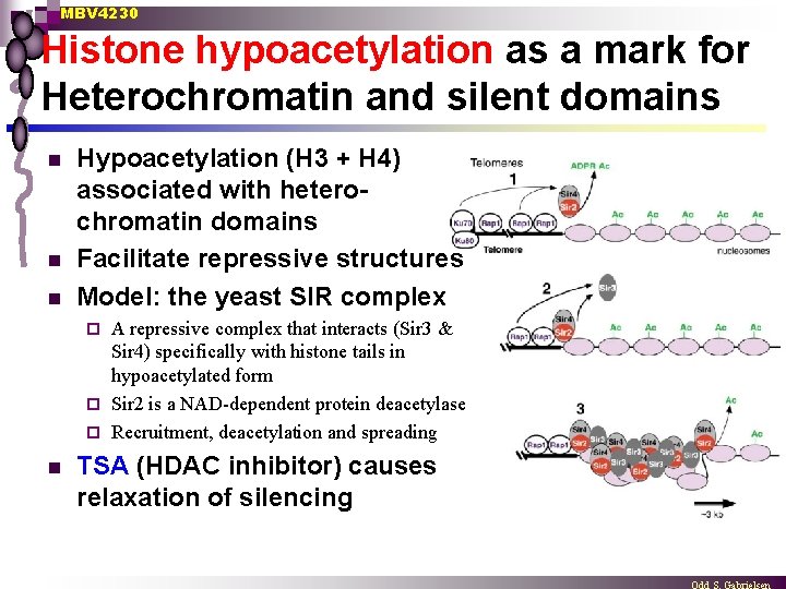 MBV 4230 Histone hypoacetylation as a mark for Heterochromatin and silent domains n n
