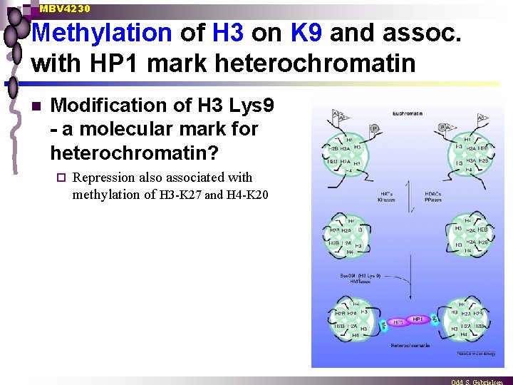 MBV 4230 Methylation of H 3 on K 9 and assoc. with HP 1