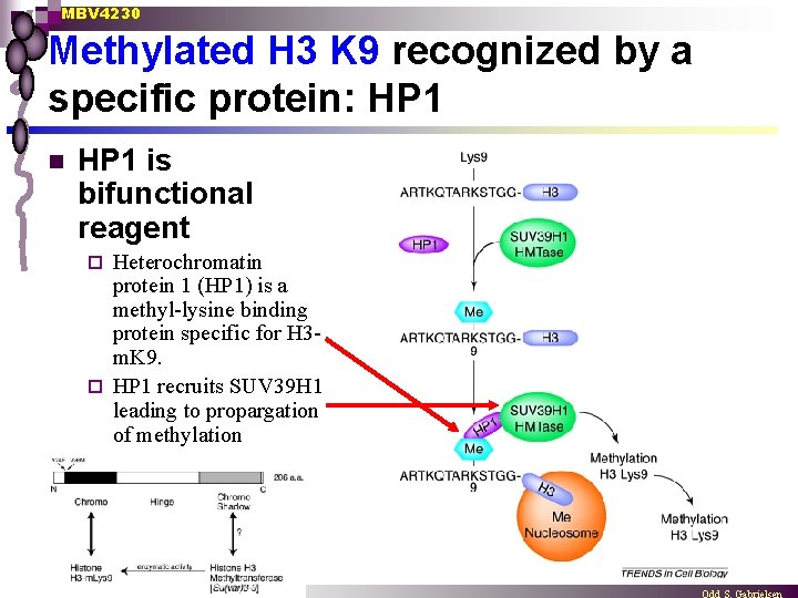 MBV 4230 Methylated H 3 K 9 recognized by a specific protein: HP 1