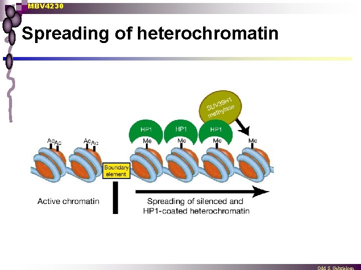 MBV 4230 Spreading of heterochromatin 