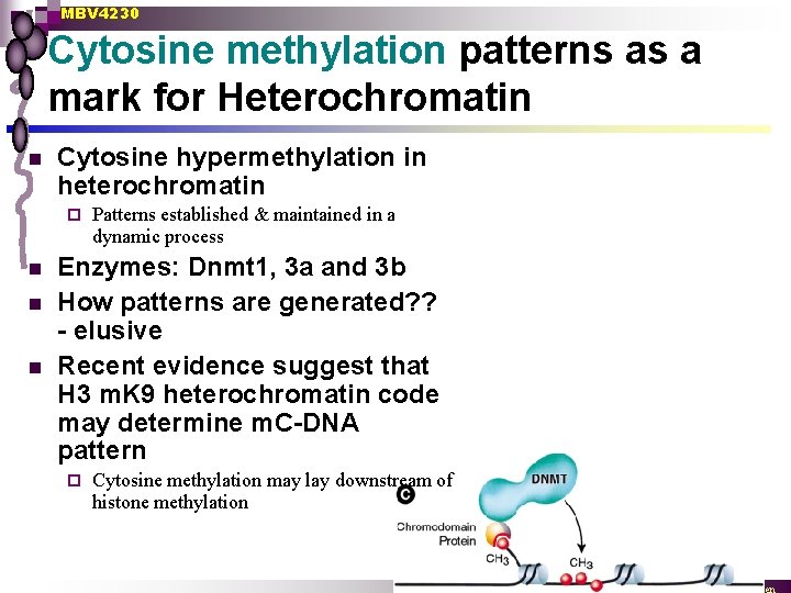 MBV 4230 Cytosine methylation patterns as a mark for Heterochromatin n Cytosine hypermethylation in