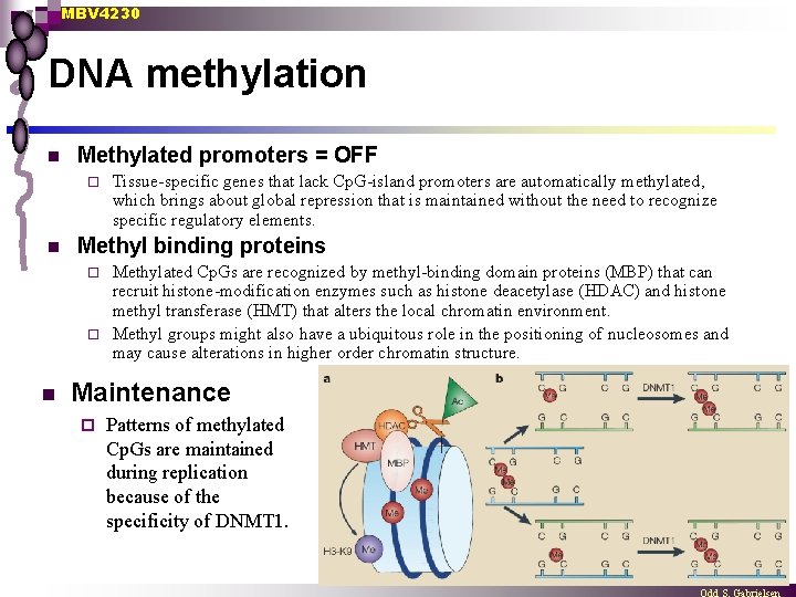 MBV 4230 DNA methylation n Methylated promoters = OFF ¨ n Tissue-specific genes that