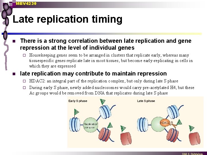 MBV 4230 Late replication timing n There is a strong correlation between late replication