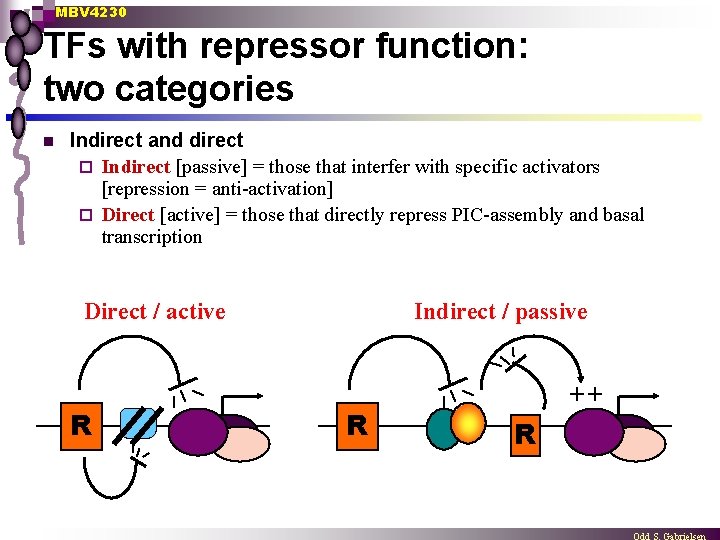 MBV 4230 TFs with repressor function: two categories n Indirect and direct ¨ Indirect