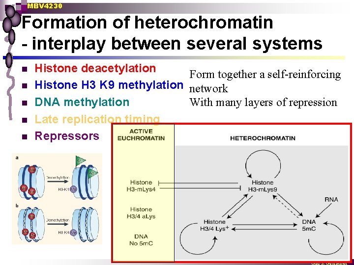 MBV 4230 Formation of heterochromatin - interplay between several systems n n n Histone