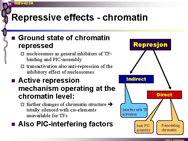 MBV 4230 Repressive effects - chromatin n Ground state of chromatin repressed Represjon nucleosomes